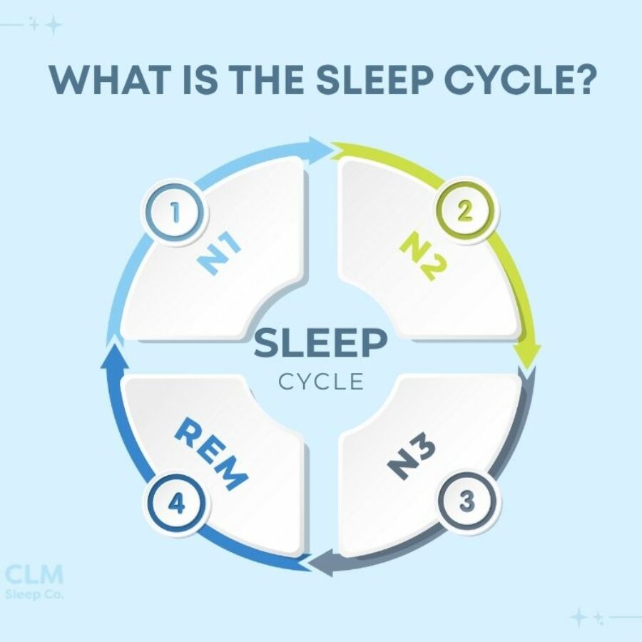 Sleep Explained Stages Of Sleep And Sleep Cycles Explained Infographic